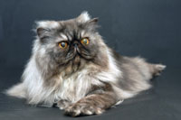 CATS - PERSIAN