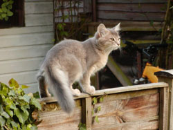 CATS - SOMALI