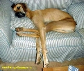 pet_and_home_ervices__13_.jpg