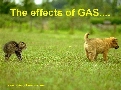 pet_and_home_ervices__14_.jpg