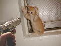 pet_and_home_ervices__24_.jpg