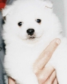 pet_and_home_ervices__30_.jpg