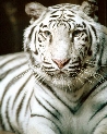 pet_and_home_ervices__31_.jpg