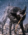 pet_and_home_ervices__34_.jpg