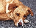 pet_and_home_ervices__38_.jpg