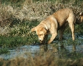 pet_and_home_ervices__39_.jpg