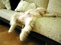 pet_and_home_services__2_.jpg