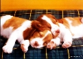 pet_and_home_services__3_.jpg