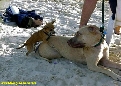 pet_and_home_services__4_.jpg