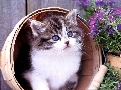 pet_and_home_services__8_.jpg